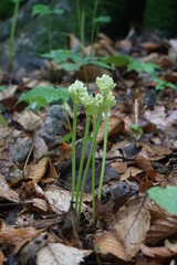 small plant blooming on the forest floor