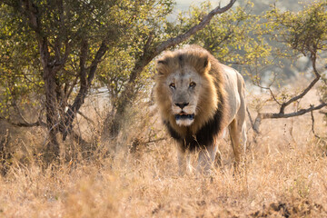 Kruger National Park: Lion - obrazy, fototapety, plakaty