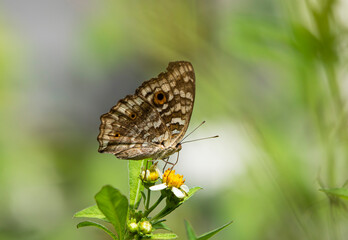 butterfly on a flower