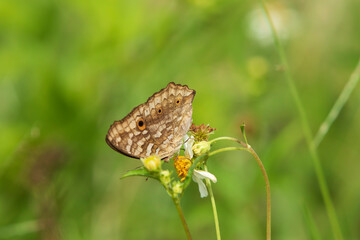 butterfly on a flower