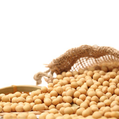 gold soybean isolated on white background 