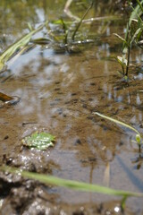 tadpoles in a small pond