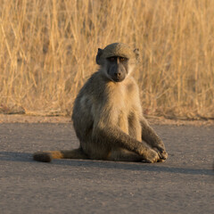 Kruger National Park: Chacma baboon