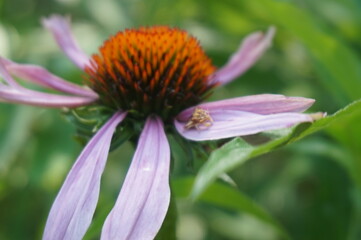 small bug on a flower