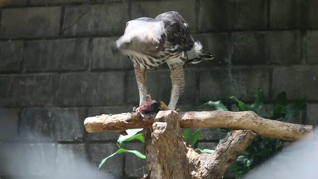 Brahminy kite (Haliastur indus) or elang bondol. bird of prey.
