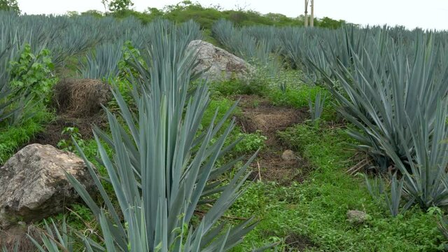 Plantaci&oacute;n de agave azul en el campo para hacer tequila