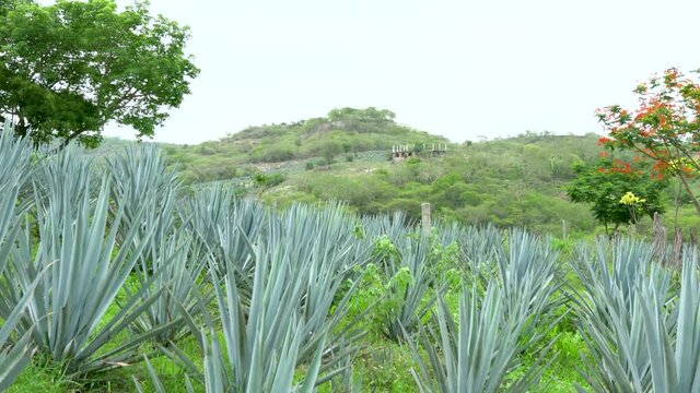 Plantaci&oacute;n de agave azul en el campo para hacer tequila