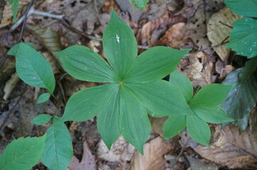 close up of a seven leaf plant