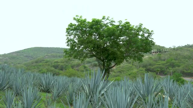 Plantaci&oacute;n de agave azul en el campo para hacer tequila