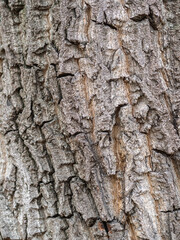 The texture of the bark of an old willow