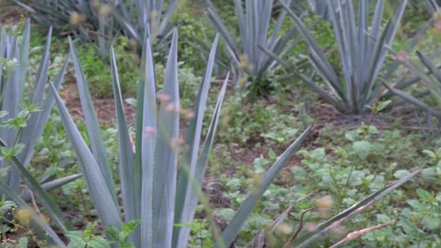 Plantación de agave azul en el campo para hacer tequila