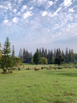 landscape with a tree at Brastagi North Sumatra