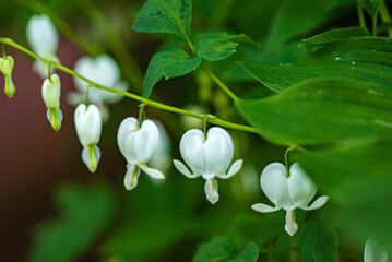Dicentra   Alba in the garden
