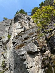 Beacon Rock on the Columbia River Gorge, a closeup view looking straight up a rugged face on a beautiful spring day with clear blue sky, Washington, USA.