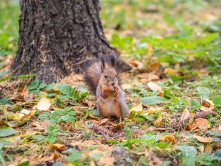 Autumn squirrel with nut on green grass with fallen yellow leaves