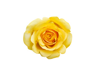 Isolated top view of yellow rose flowers on white background