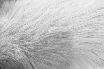 White grey background of dog fur with nature line patterns