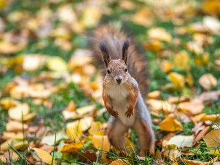 Autumn squirrel on green grass with fallen yellow leaves