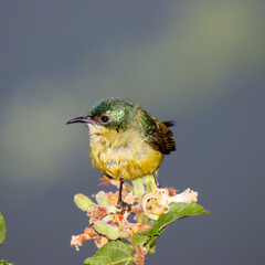 Collared Sunbird female: Kruger Park