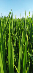 Closed up of rice leaf against blue sky