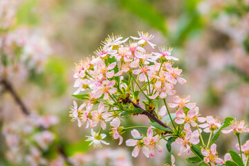 White and pink cherry flowers. The branches of a blossoming Cherry tree with white and pink flowers.