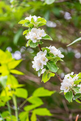 White blossoming apple trees. White apple tree flowers
