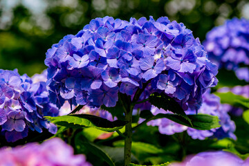 大神のアジサイ