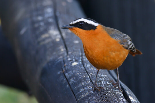 Kruger Park: White-browed robin-chat