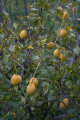 Lemon tree with ripe fruits in the garden.
