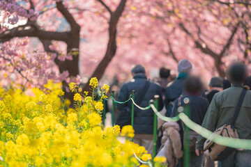 満開の伊豆河津桜と菜の花