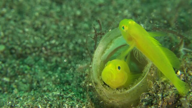 Two yellow clown goby protecting their eggs inside tube anemone