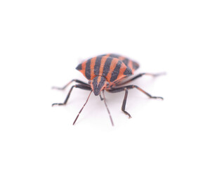 One striped beetle.
