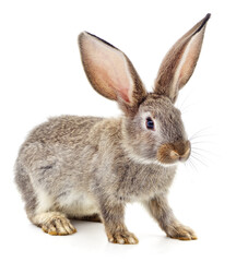 One brown rabbit.