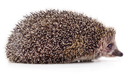 One big brown hedgehog.