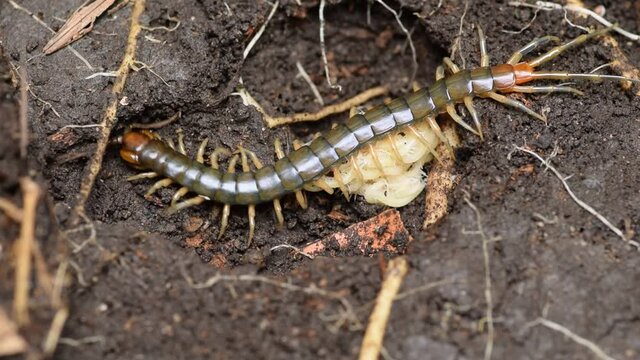 centipede mother and her child in a clay pit.