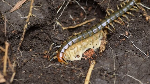 centipede mother and her child in a clay pit.
