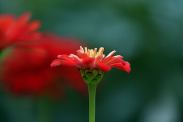 Red zinnia flower on an emerald background close-up, macro. Floral background