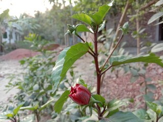 pink colored chinese hibiscus flower on tree