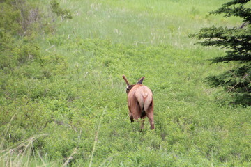 Elk Walking Away, Jasper National Park, Alberta