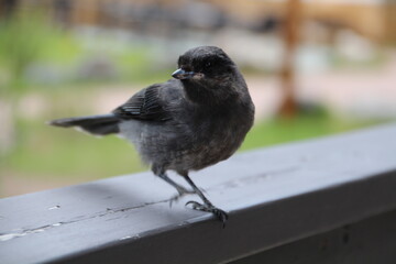 Young Jay, Jasper National Park, Alberta