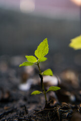new life in spring