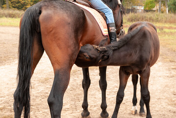 A colt with burrs in its mane sucks milk from its mother.