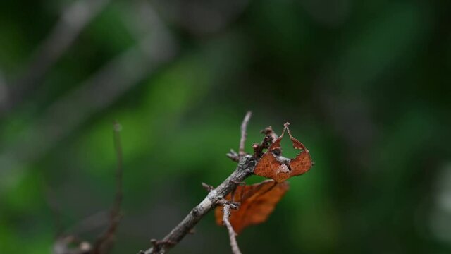 4K Close Up of Javanese Leaf Insect Phyllium Pulchrifolium on a Twig in a Forest at 30FPS found motionless then starts moving even with some little wind to mimic a leaf.