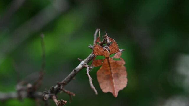 4K Close Up of Javanese Leaf Insect Phyllium Pulchrifolium on a Twig in a Forest at 30FPS shaking its body while hanging on a twig pretending to a leaf blown by the wind.