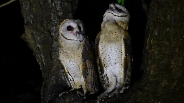 Barn Owl, Tyto alba, Thailand, two individuals seen in between branches of a huge tree one looking around, the other started preening itself as they get ready to hunt in the dark of the night.