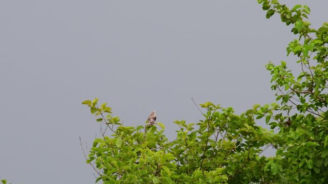 4K Black-shouldered Kite Elanus Axillaris Perched on Tree Branch facing to the right Flapping its Wings and turns around while Waiting for Prey.