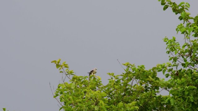 4K Black-shouldered Kite Elanus Axillaris Perched on Tree Branch Flapping Wings Waiting for Prey.