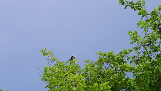 4K Black-shouldered Kite Elanus Axillaris Perched on Tree Branch Flapping Wings and Flies Away to Catch Prey.