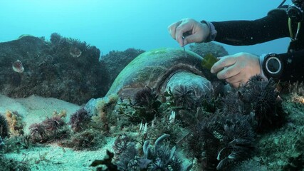 A unique view of a marine scientist using underwater equipment to collect samples from a resting sea turtle for a science program while scuba diving