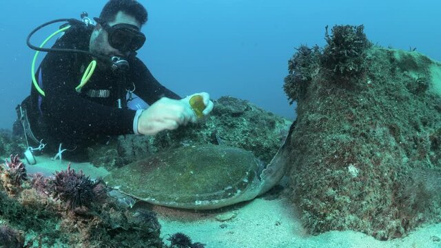 A marine scientist using underwater equipment collects samples from a resting sea turtle for a scientific research program while scuba diving